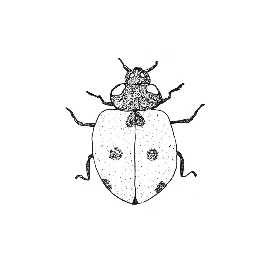 7INSECTES2019 (9)
